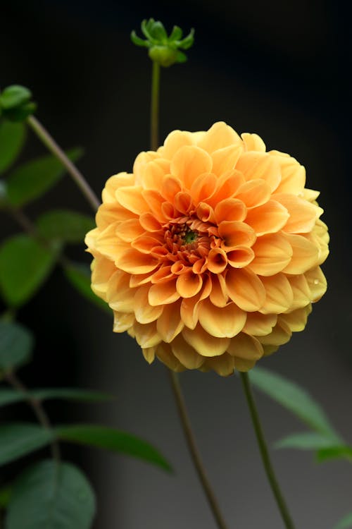 Close-Up Shot of a Yellow Dahlia in Bloom