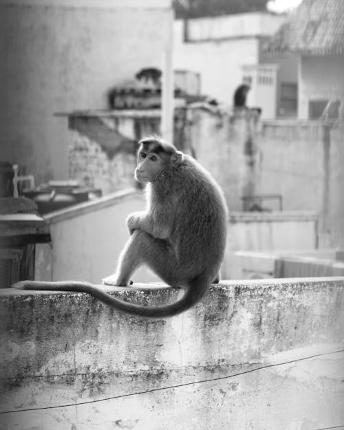 Free Grayscale Photo of a Macaque Sitting on a Concrete Wall Stock Photo