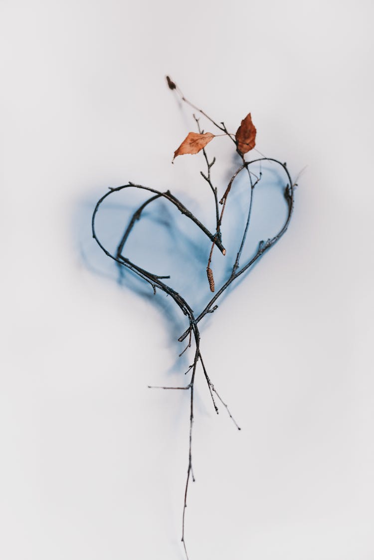 Branch With Leaves On White Background Bent In Heart Pattern
