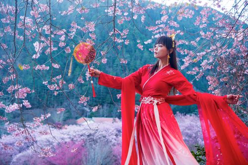 Free Beautiful Asian woman in traditional red dress amidst cherry blossoms in Taichung, Taiwan. Stock Photo