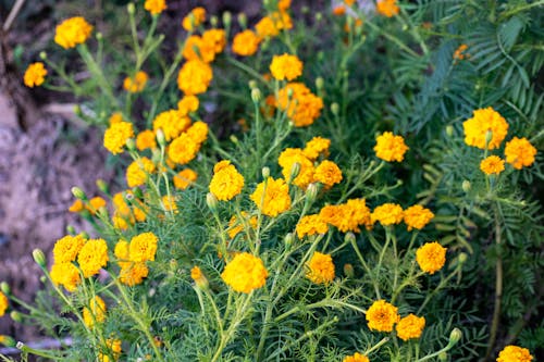 Close-Up Shot of Yellow Flowers in Bloom