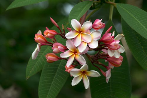 Close-Up Shot of Frangipani Flowers