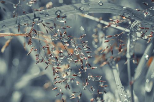 Free Elegant close-up of dewdrops on delicate grass blades, creating a tranquil nature scene. Stock Photo