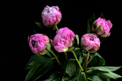 Close-Up Shot of Pink Roses