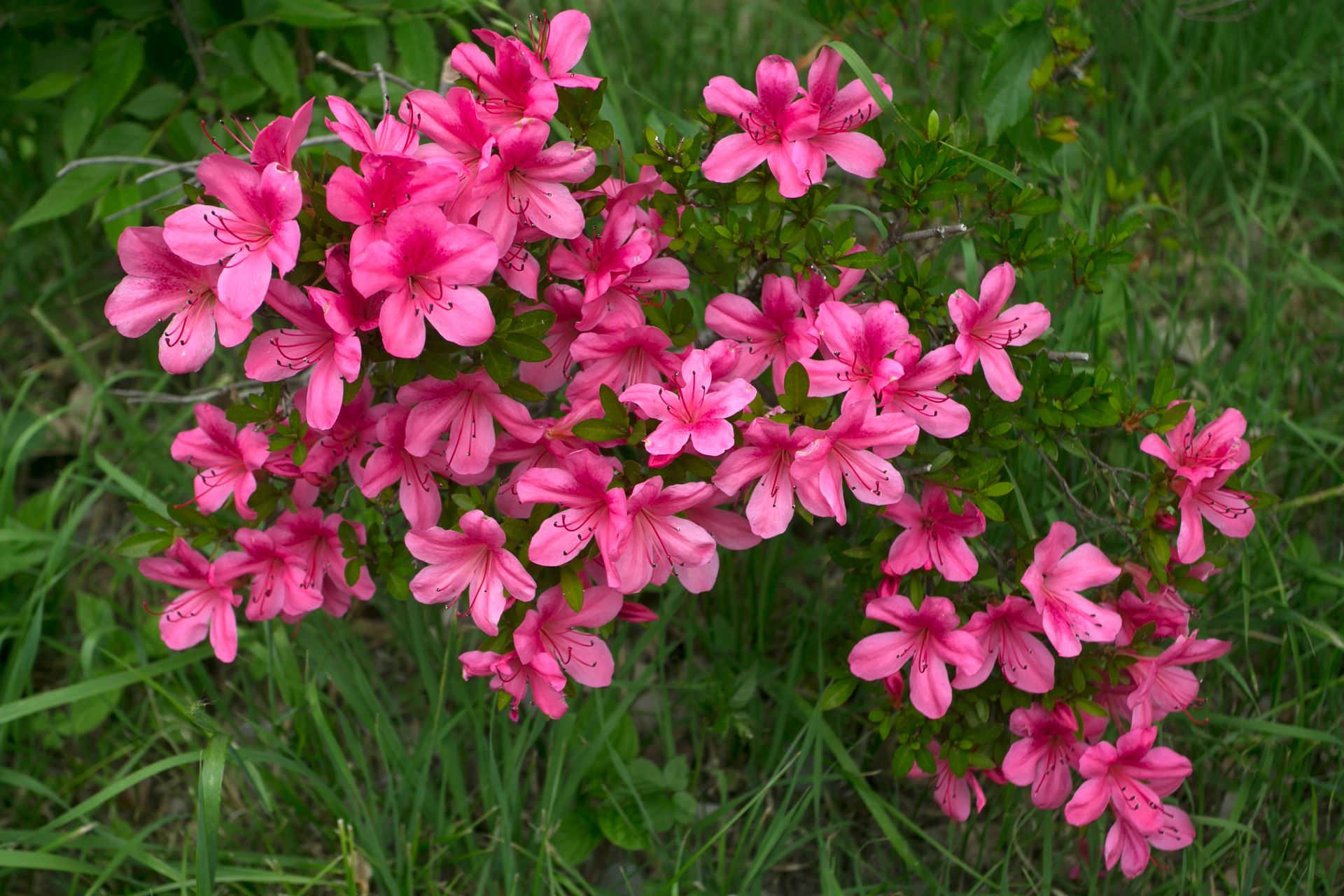 Close-up of vibrant pink azalea flowers blooming beautifully outdoors, showcasing nature's elegance.