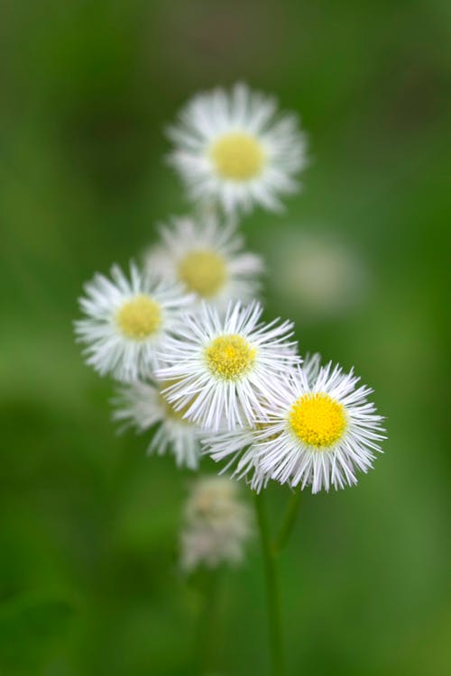 Beautiful Philadelphia Fleabane Flowers in Tilt Shift Lens