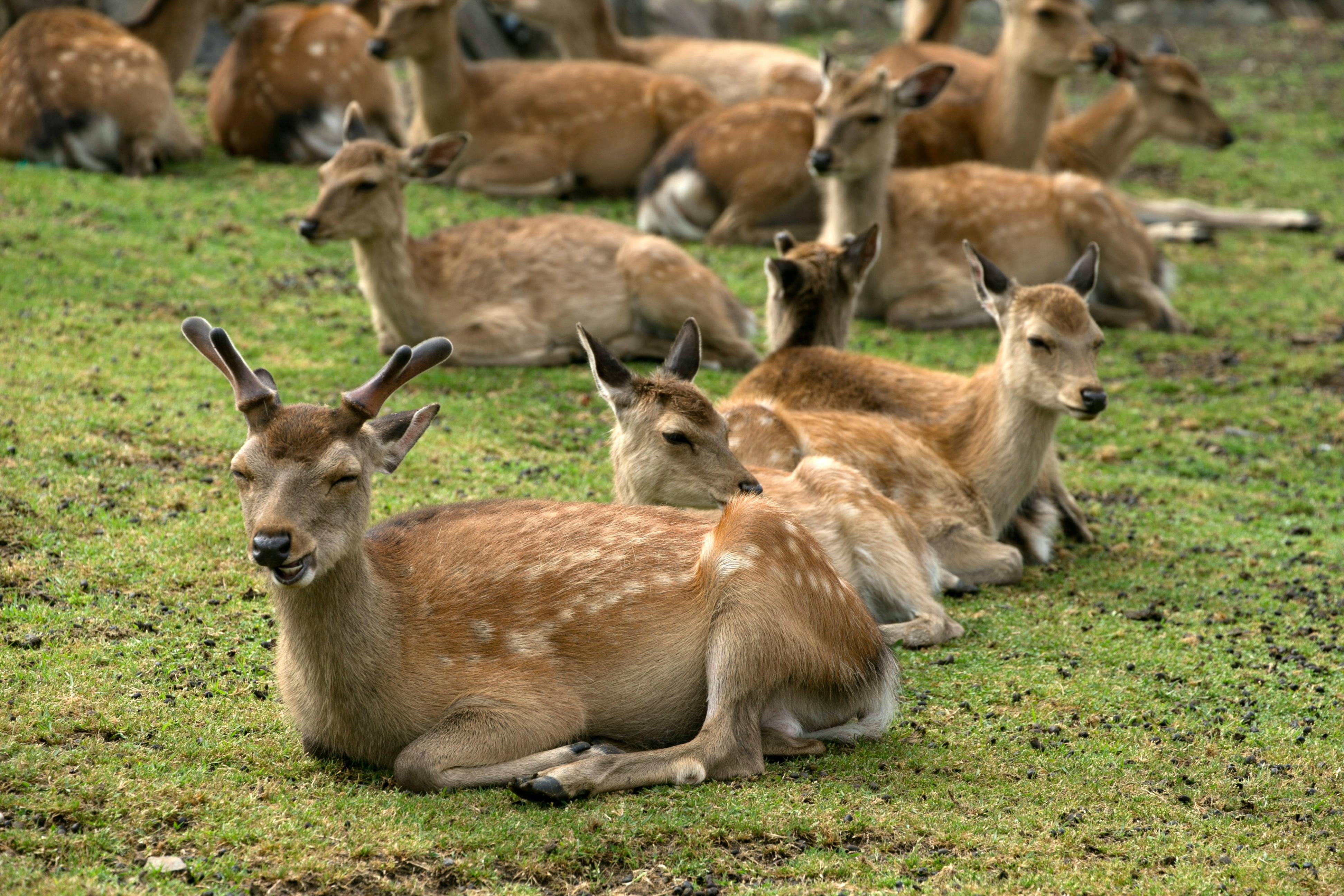 grátis Foto profissional grátis de animais, animais pacíficos, animais relaxados Foto profissional