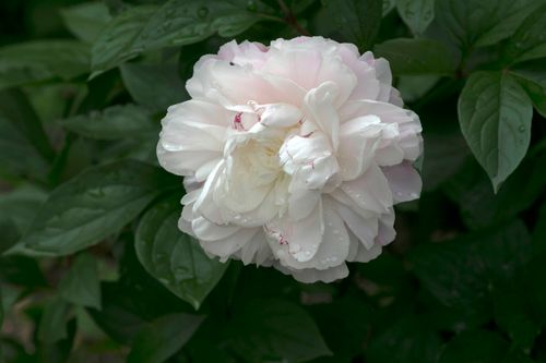 Free A delicate white peony flower with dew drops and green leaves in the background. Stock Photo