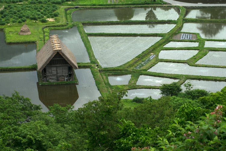 Rice Paddy Fields