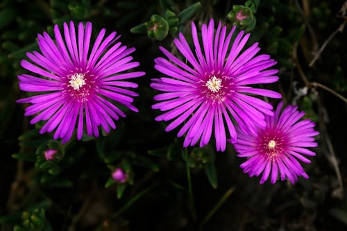 Free Close-Up Shot of Purple Asters in Bloom Stock Photo
