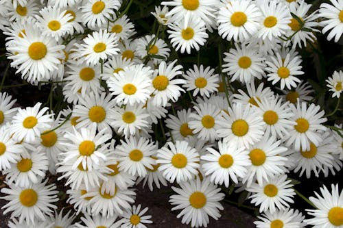 Foto stok gratis alam, aster putih, berbunga