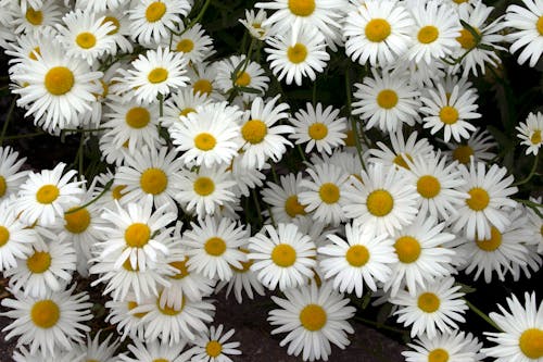 Foto profissional grátis de aumento, de flores, delicado