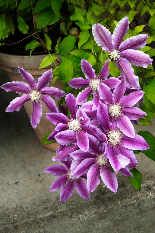 Free Beautiful close-up of vibrant purple clematis flowers showcasing their elegant petals. Stock Photo