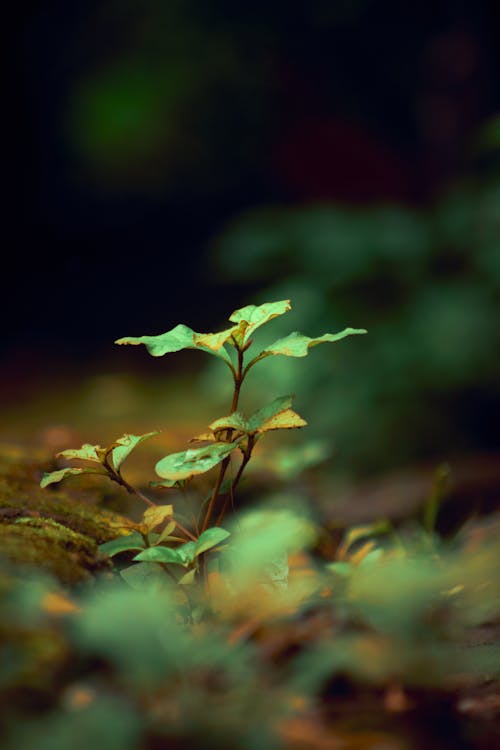 Close-Up Shot of Green Leaves