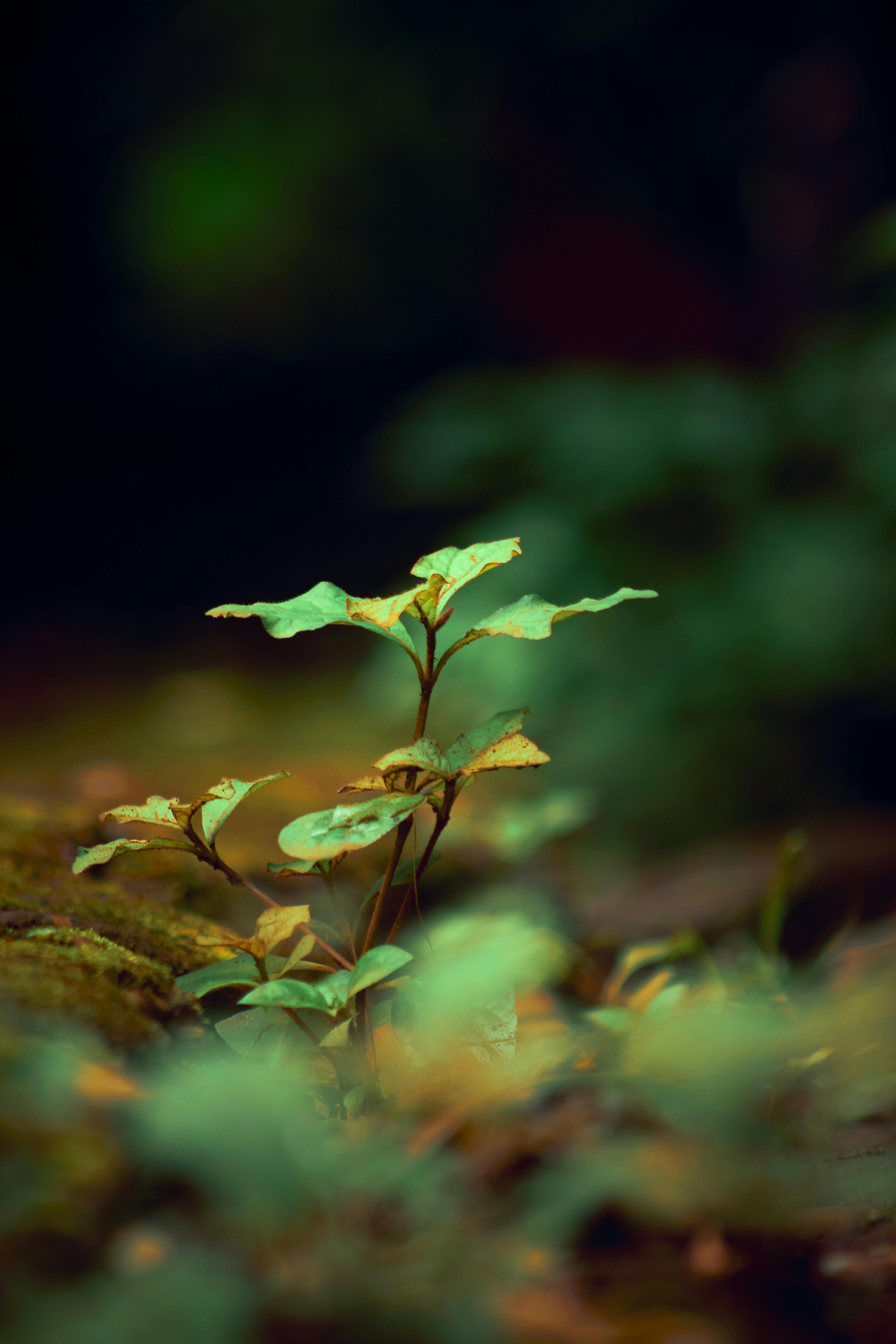 Close-Up Photography of Leaves · Free Stock Photo