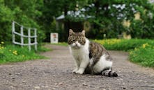 一只可爱的虎斑猫坐在花园小径上，四周郁郁葱葱，散发着好奇与魅力