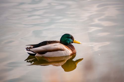 Free Close-up of a mallard duck gently floating on water with a reflection. Stock Photo