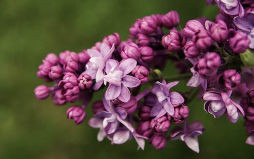 紫色的花瓣花朵的特写照片