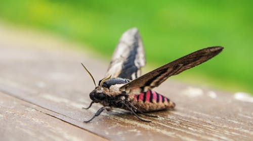 Brown and Black Hawk Moth on Wood