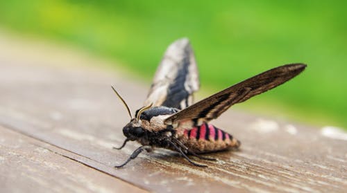 Polilla Halcón Marrón Y Negro Sobre Madera