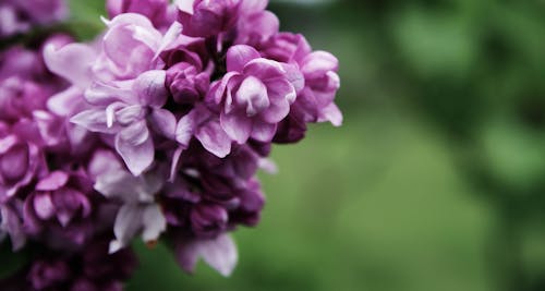 Fotografia Macro De Flores Com Pétalas Cor De Rosa