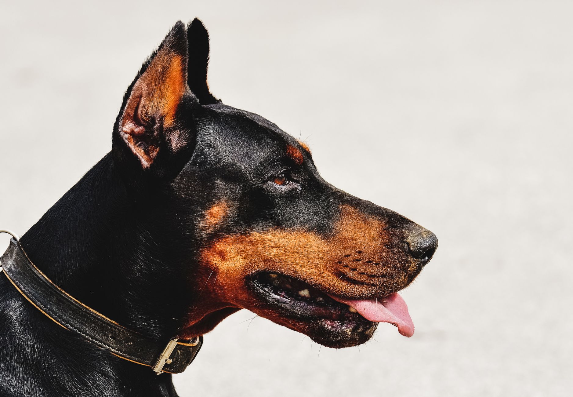 A detailed close-up of a Doberman dog with a focus on its face and collar.