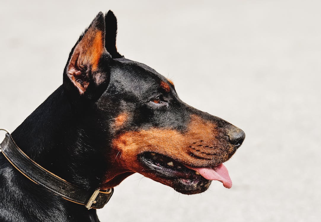 sonhar com um doberman