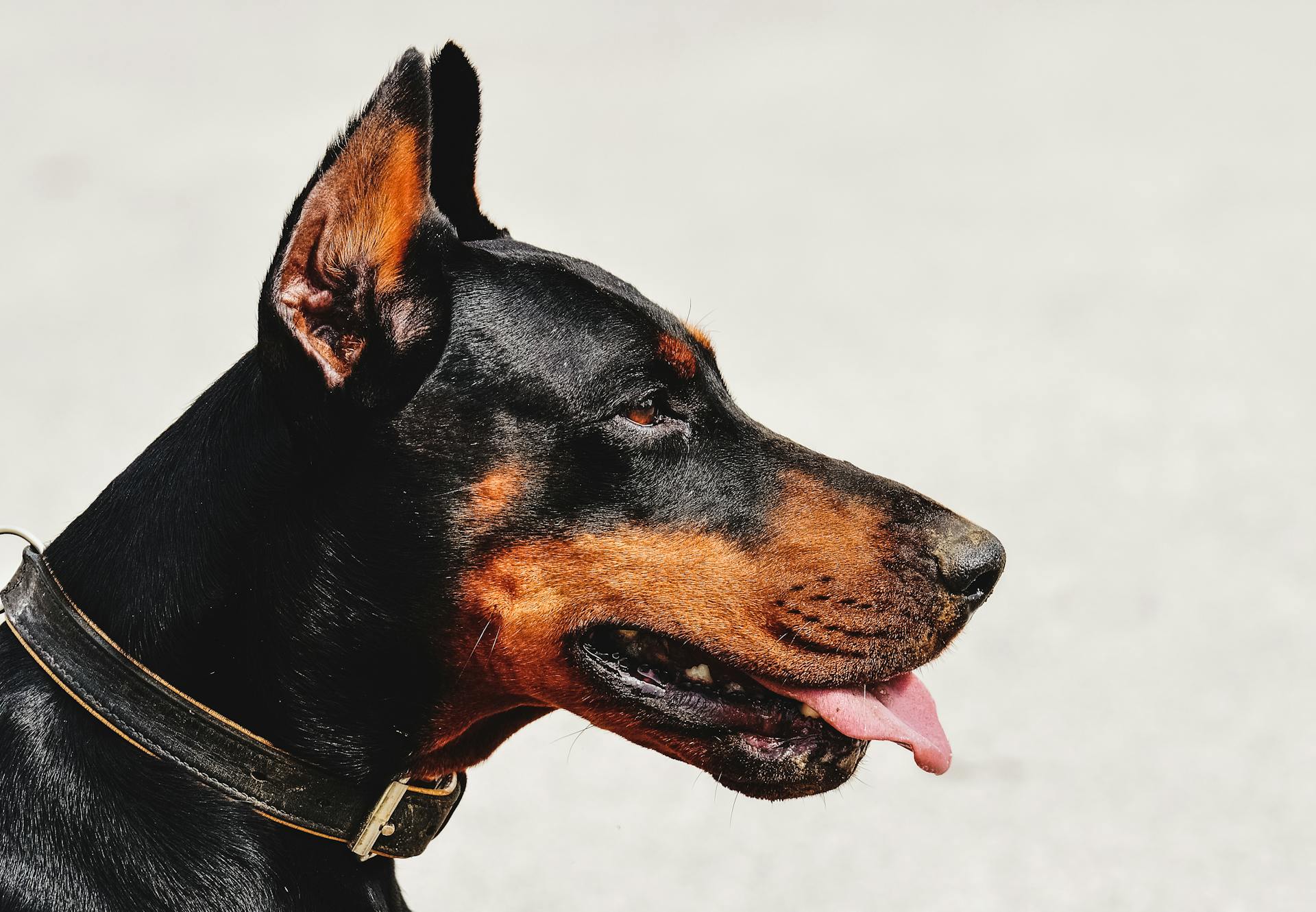 Vue rapprochée d'un doberman