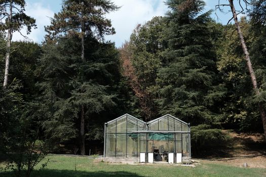 Small greenhouse surrounded by tall trees in a tranquil forest setting.