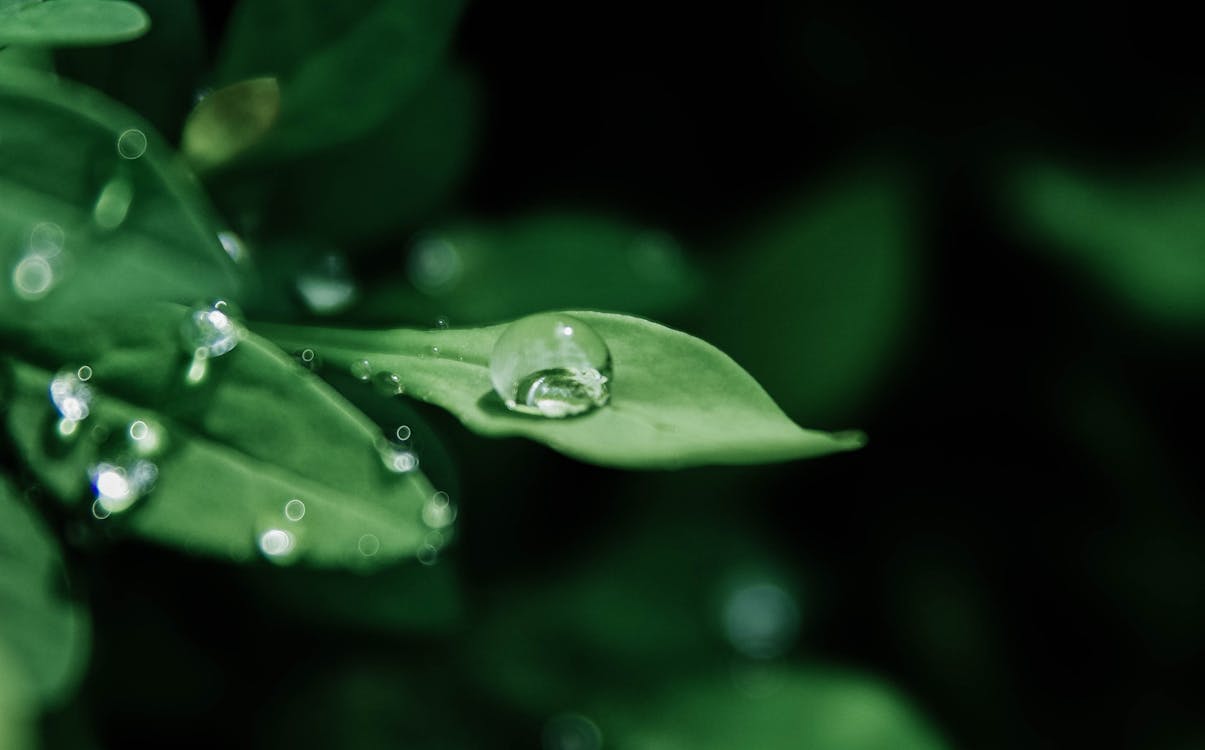 Free Macro Photography of Droplets on Leaves Stock Photo