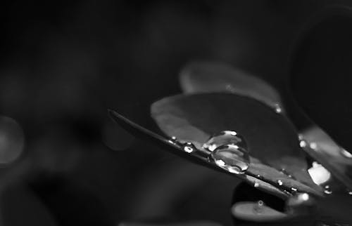 Grayscale Photo of Drew Drops on Plant