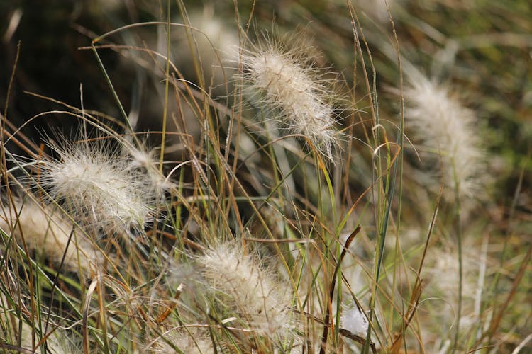 Close Up Of Plants In Grass