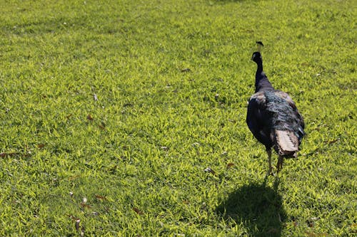 A Peafowl on the Grass 