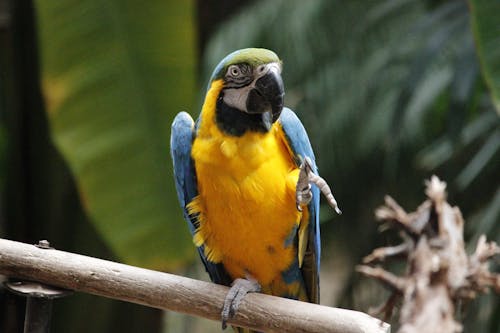 Close-Up Shot of a Colorful Parrot