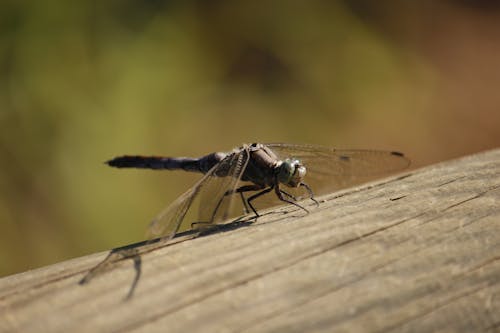 Free Macro Photography of a Dragonfly Stock Photo