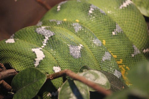 녹색, 동물 사진, 뱀의 무료 스톡 사진
