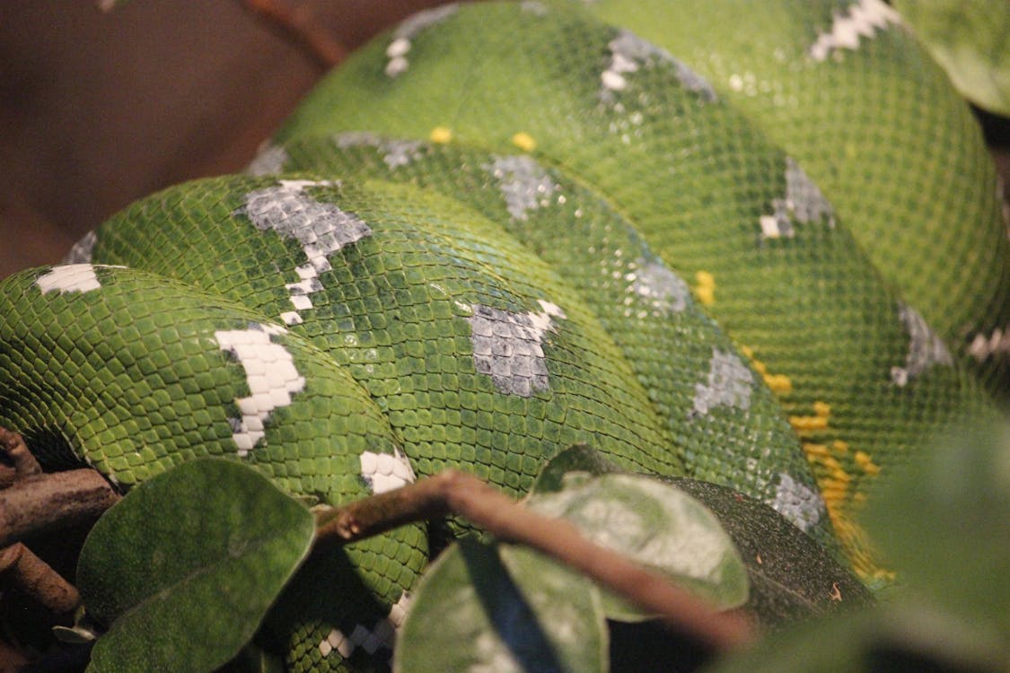 Close-Up Shot of Green Scales of a Snake