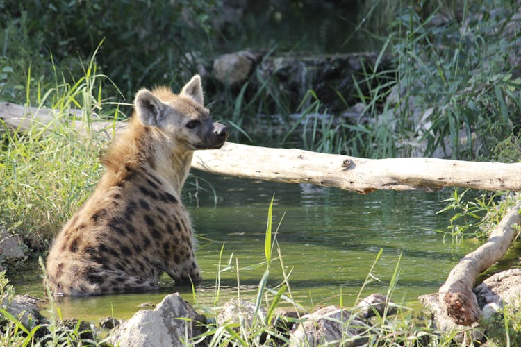 A Hyena Sitting In Water