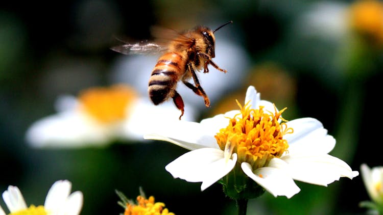 Bee Flying Near White Flower