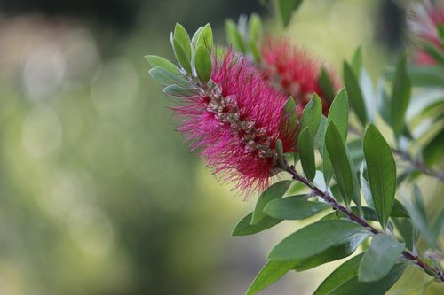 Free Close-up of a vibrant Callistemon bottlebrush flower with green leaves in a garden setting. Stock Photo