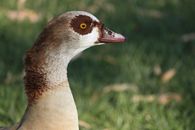 White and Brown Duck in Close Up Photography