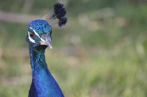 Head of Peacock 