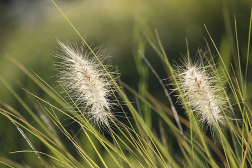 Free A detailed shot of fluffy grass spikes swaying gently in a summer breeze. Stock Photo