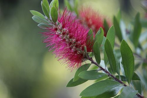 Free Detailed close-up of a vibrant red Callistemon flower with green leaves, showcasing nature's beauty. Stock Photo