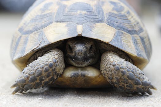 Detailed close-up image of a tortoise on sandy ground, showcasing its shell and texture.