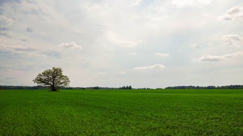 Photography of Tree in a Field