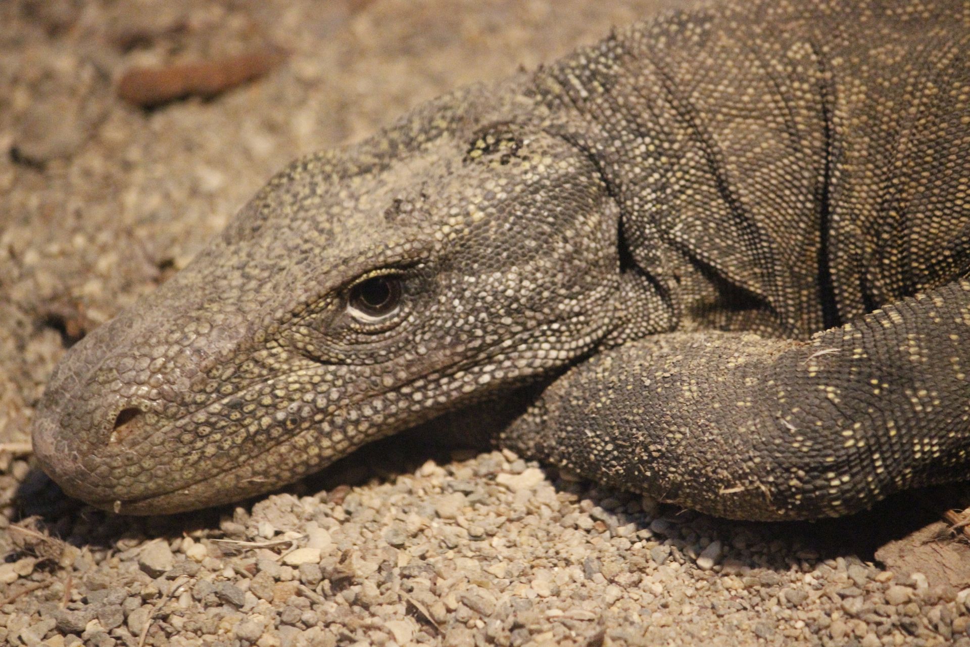 Komodo Dragon on Rocks