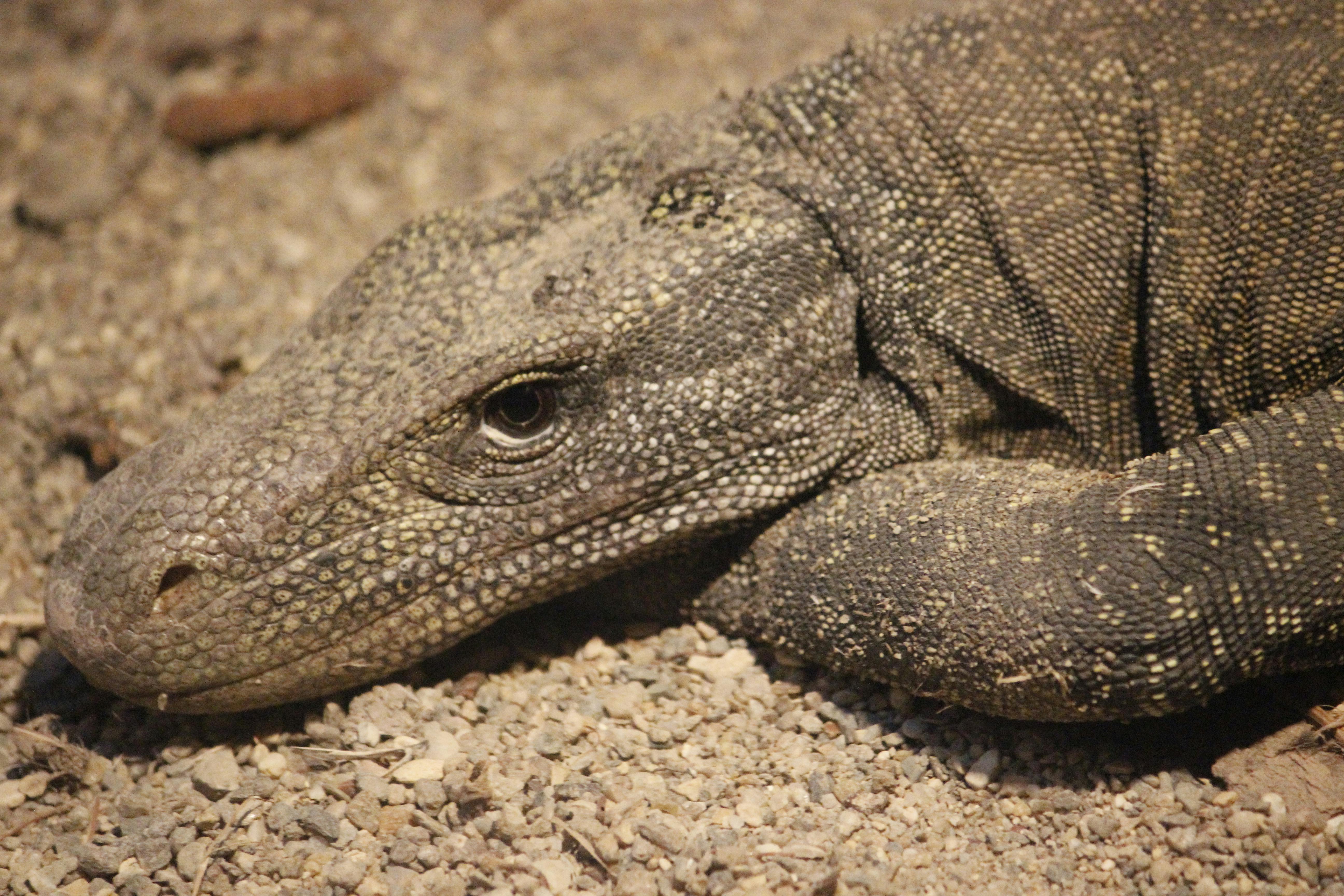 Grayscale Photo of a Komodo Dragon · Free Stock Photo