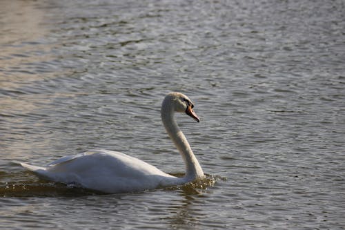 Free White Swan on a Water Stock Photo