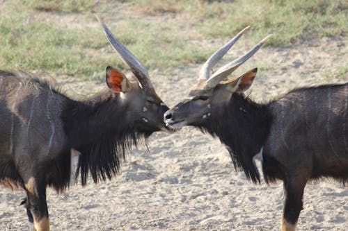 Close up of Animals with Horns